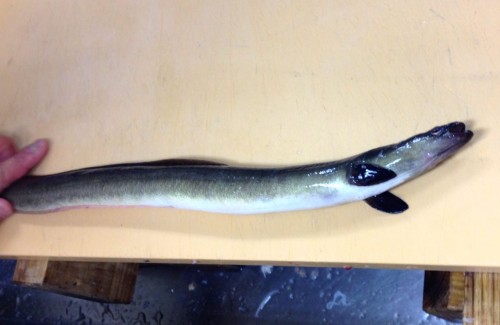 sea-eel